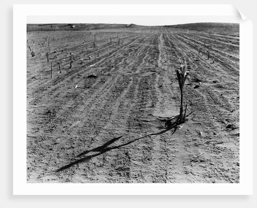 Withered Corn by Anonymous