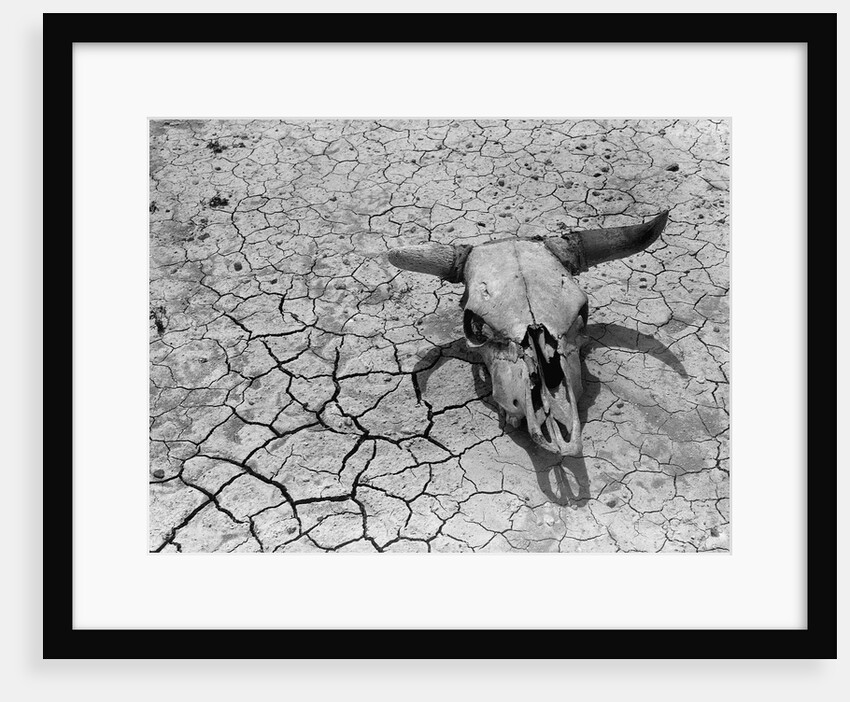 Cattle Skull on the Parched Earth by Anonymous