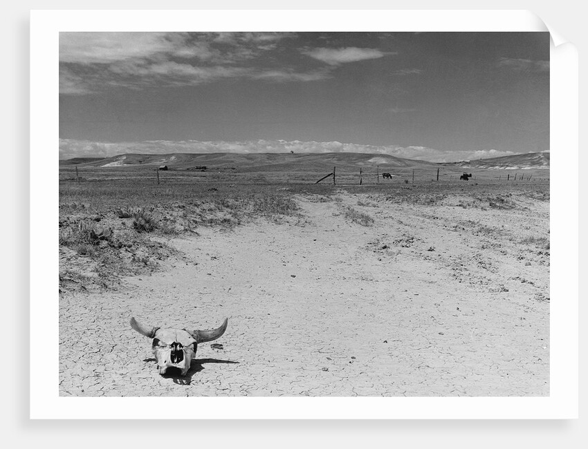 Over Grazed Land by Anonymous