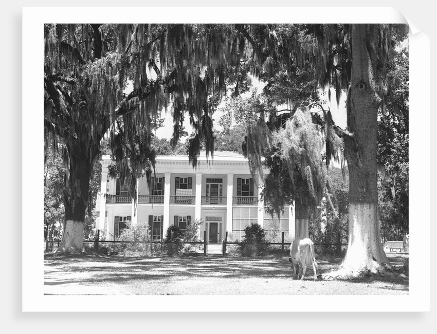 Jackson Plantation Home by Anonymous