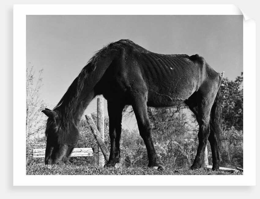 Old Horse by Anonymous