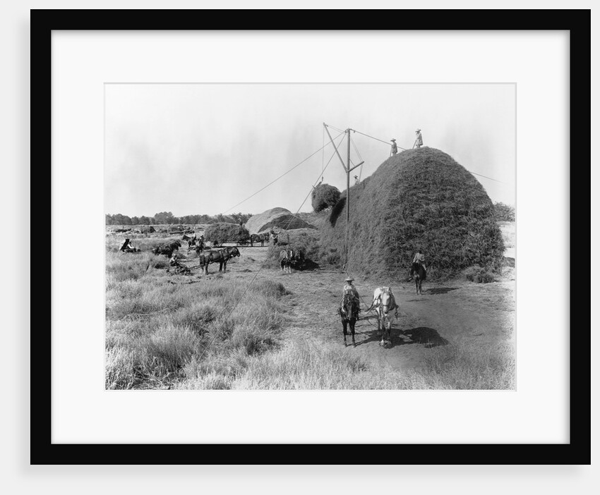 Alfalfa Haystack by Anonymous