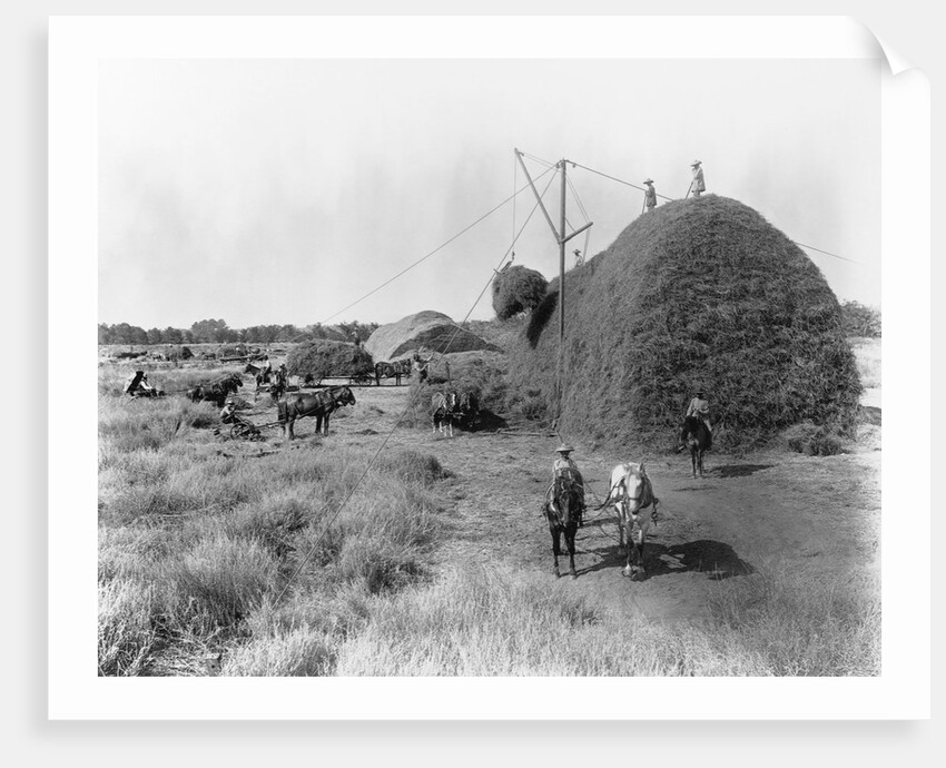 Alfalfa Haystack by Anonymous