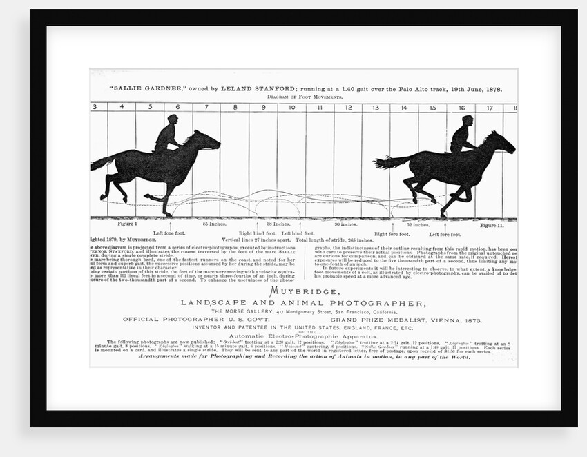 Diagram of a Horse in Motion by Eadweard Muybridge