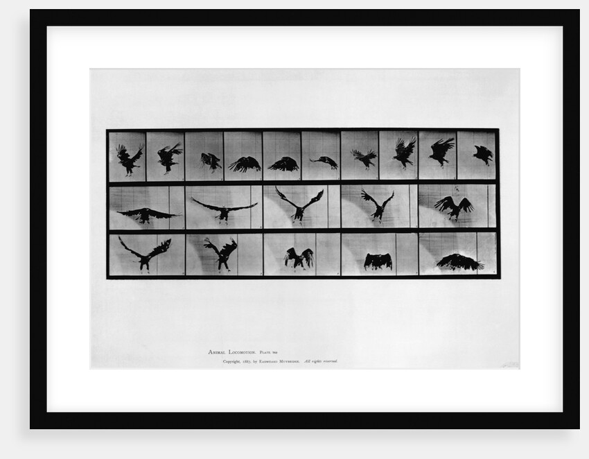 Animal locomotion by Anonymous