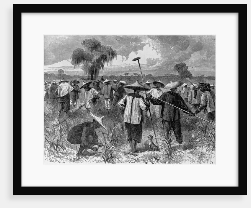 Workers at a Sugar Plantation by Anonymous