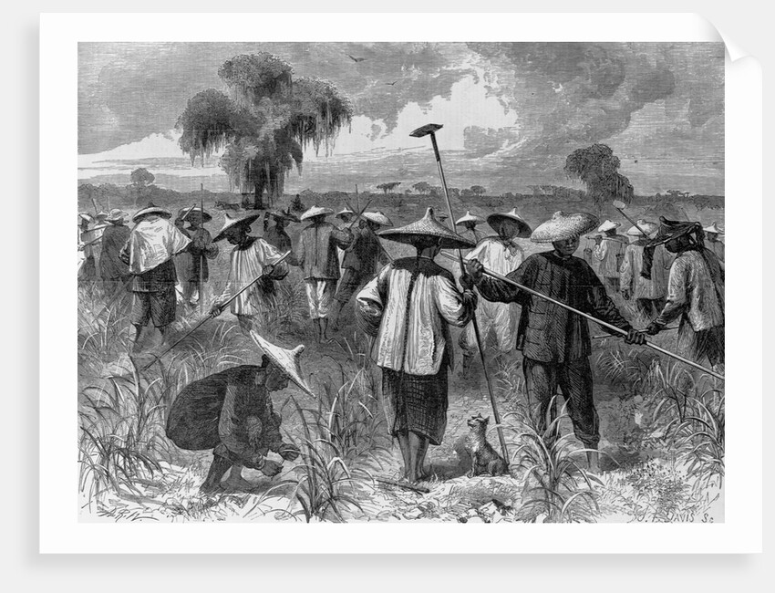 Workers at a Sugar Plantation by Anonymous