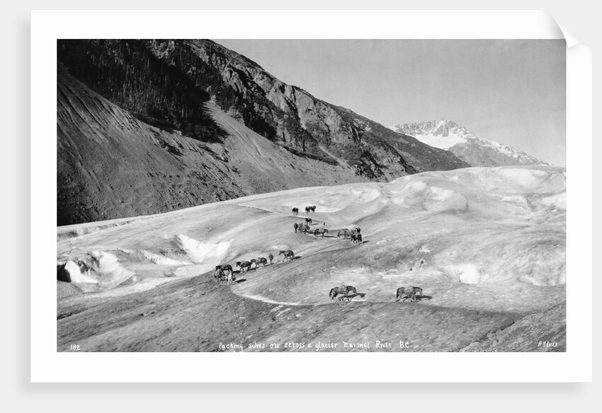 Horses Packing Silver Ore Across Glacier by Anonymous