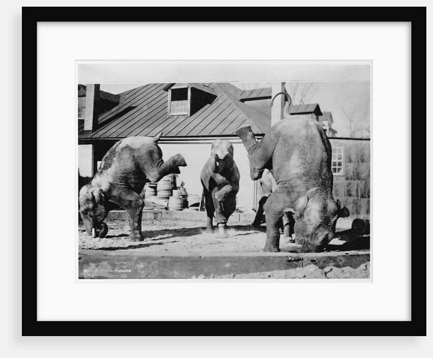 Performing Elephants by Anonymous
