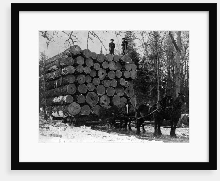 Horses Hauling Huge Load of Logs by Anonymous