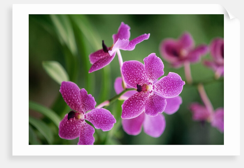 Purple Orchid by Anonymous