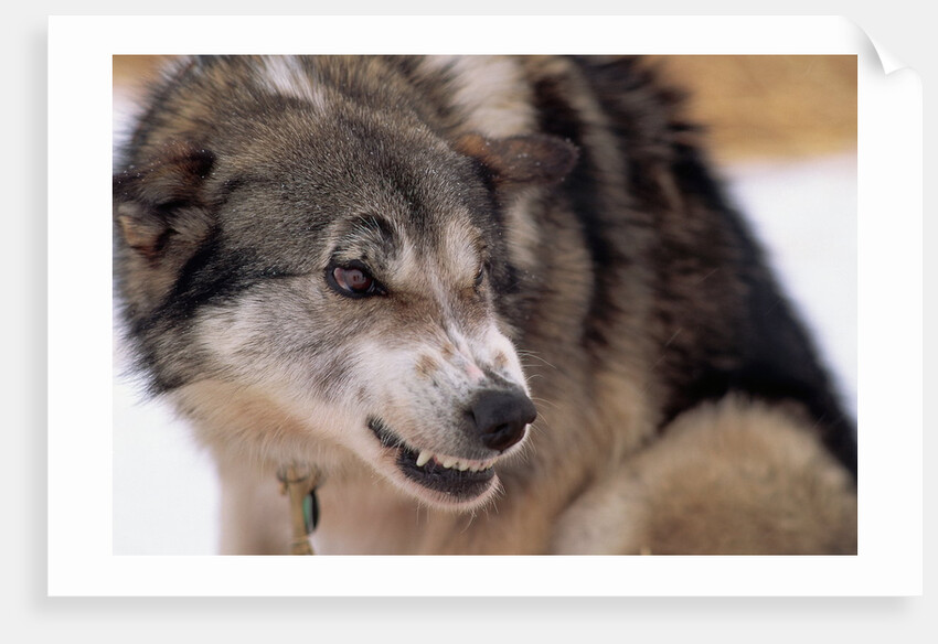 Sled Dog Snarling by Anonymous