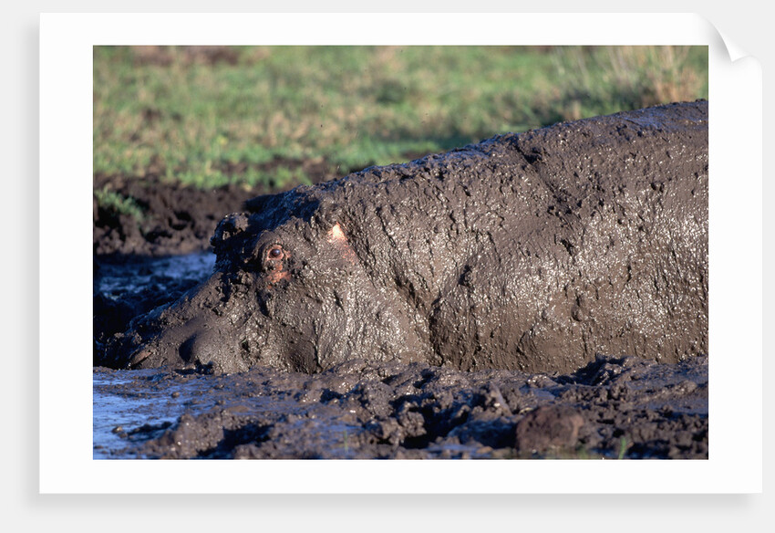 Hippopotamus Wallows in Mud by Anonymous
