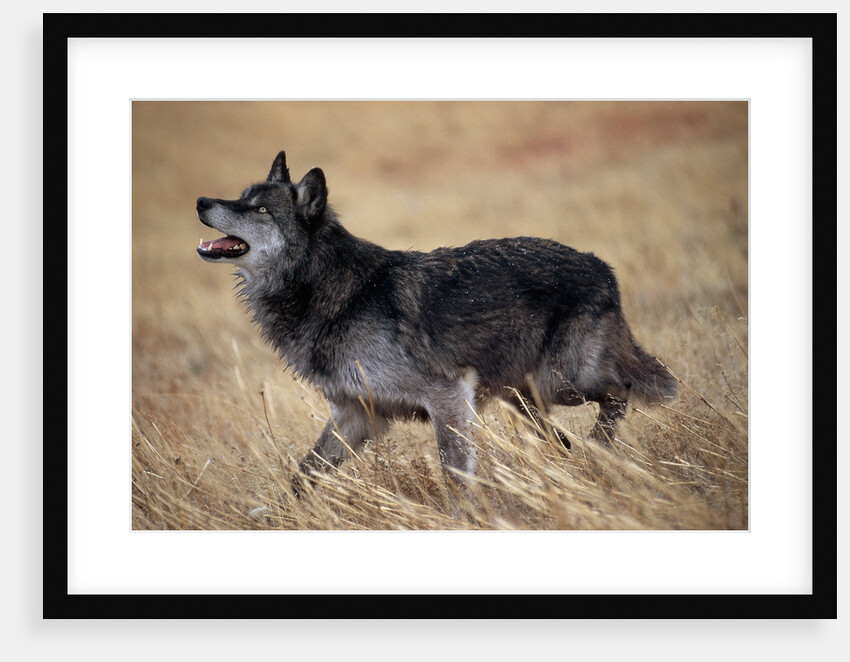 Gray Wolf in Foothills Habitat by Anonymous