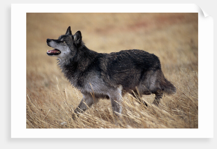 Gray Wolf in Foothills Habitat by Anonymous