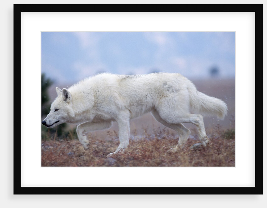 Gray Wolf in Foothills Habitat by Anonymous