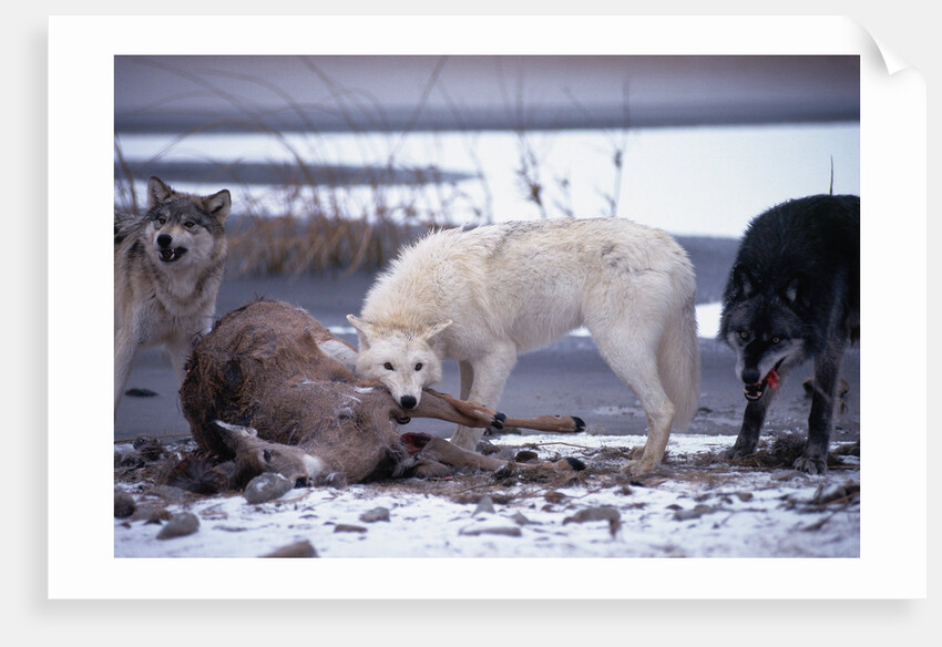 Wolf Pack Eating Deer Carcass by Anonymous