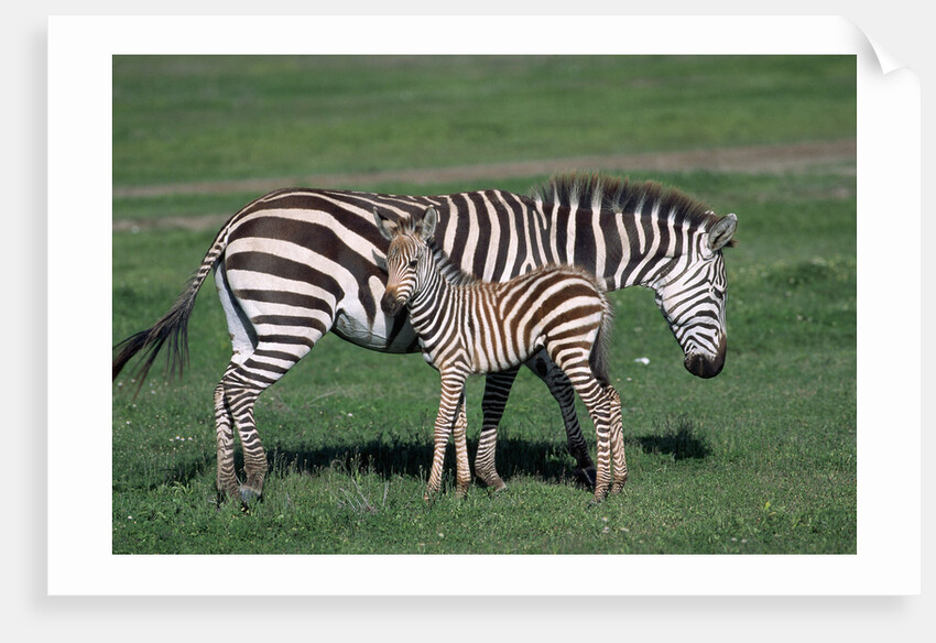 Common Zebra With Young by Anonymous