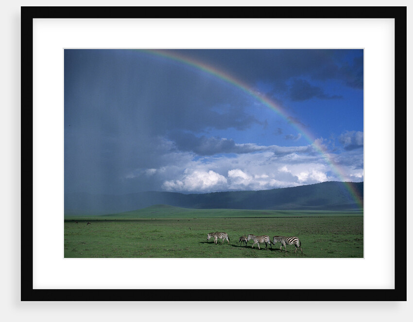 Rainbow Arches Over Common Zebras by Anonymous