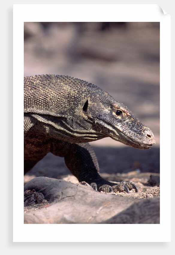 Front End of a Komodo Dragon Lizard by Anonymous