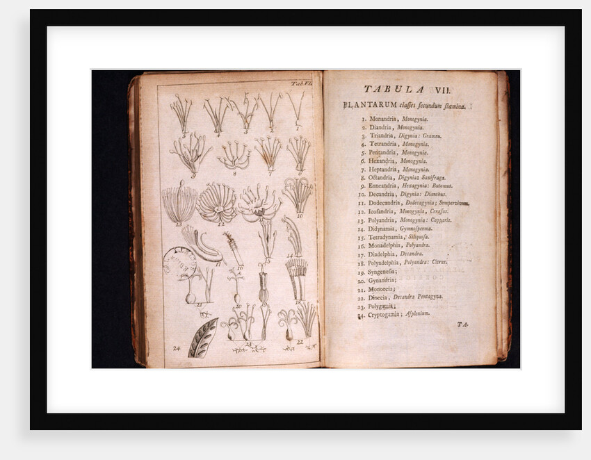 Systema Naturae. 1756 by Anonymous