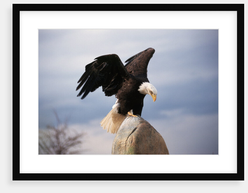 Bald Eagle Lands With Outstretched Wings by Anonymous