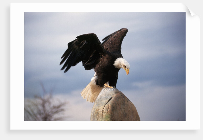 Bald Eagle Lands With Outstretched Wings by Anonymous