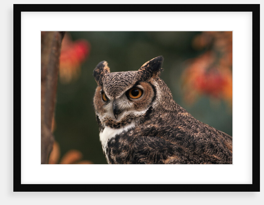 Great Horned Owl With Blurred Autumn Foliage by Anonymous