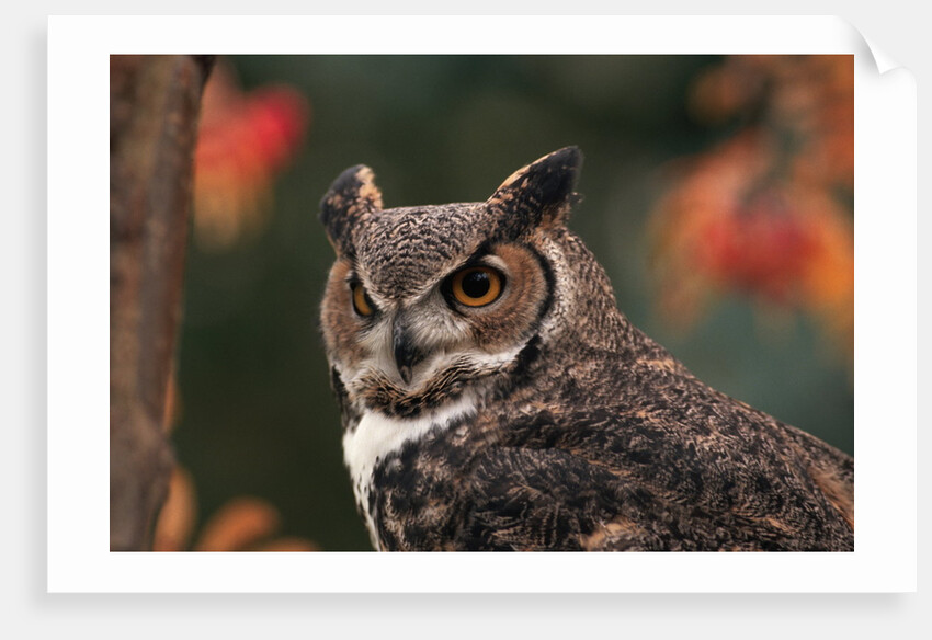 Great Horned Owl With Blurred Autumn Foliage by Anonymous