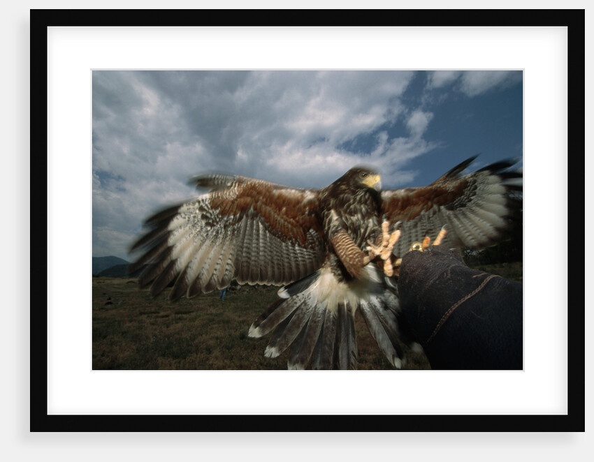 Harris' Hawk Lands on Falconer's Glove by Anonymous