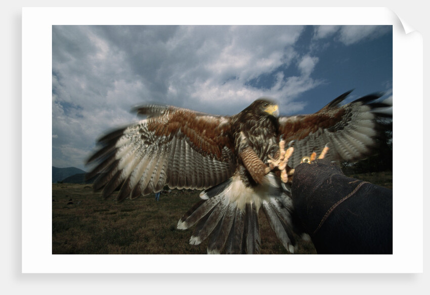 Harris' Hawk Lands on Falconer's Glove by Anonymous