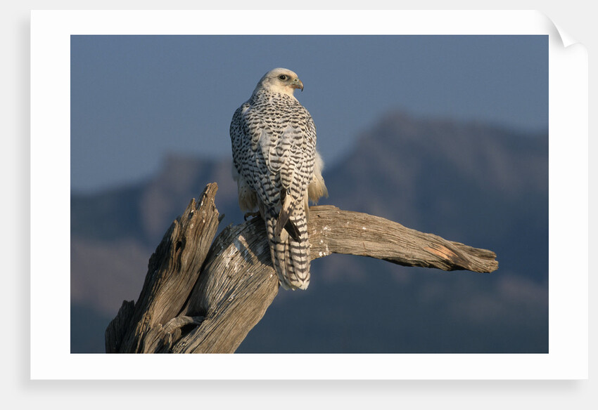 White Arctic Gyrfalcon Perches on Stump by Anonymous