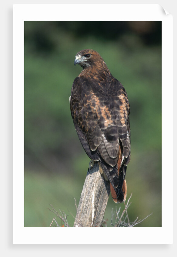 Red-Tailed Hawk Perches on Post by Anonymous