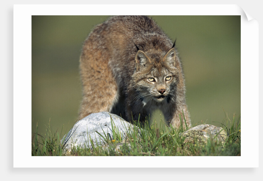 Canada Lynx Crouches Down to Stalk Food by Anonymous