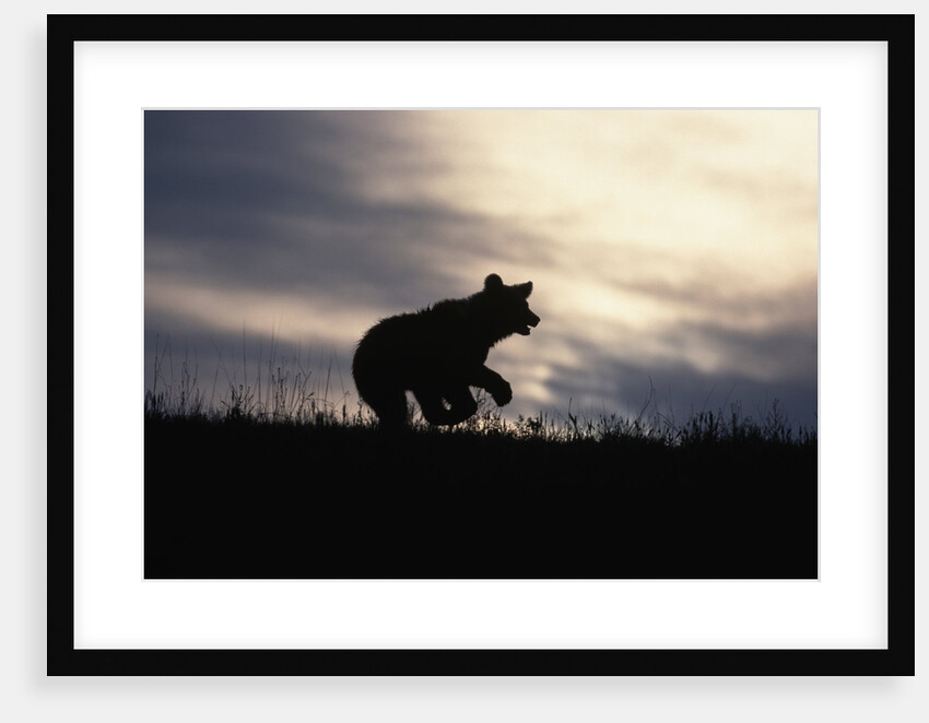 Silhouetted Grizzly Cub Running by Anonymous