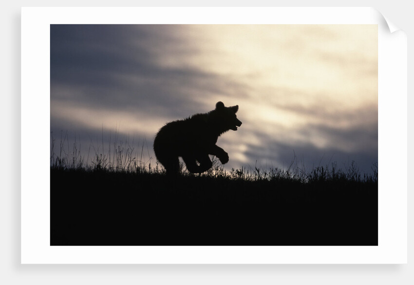 Silhouetted Grizzly Cub Running by Anonymous