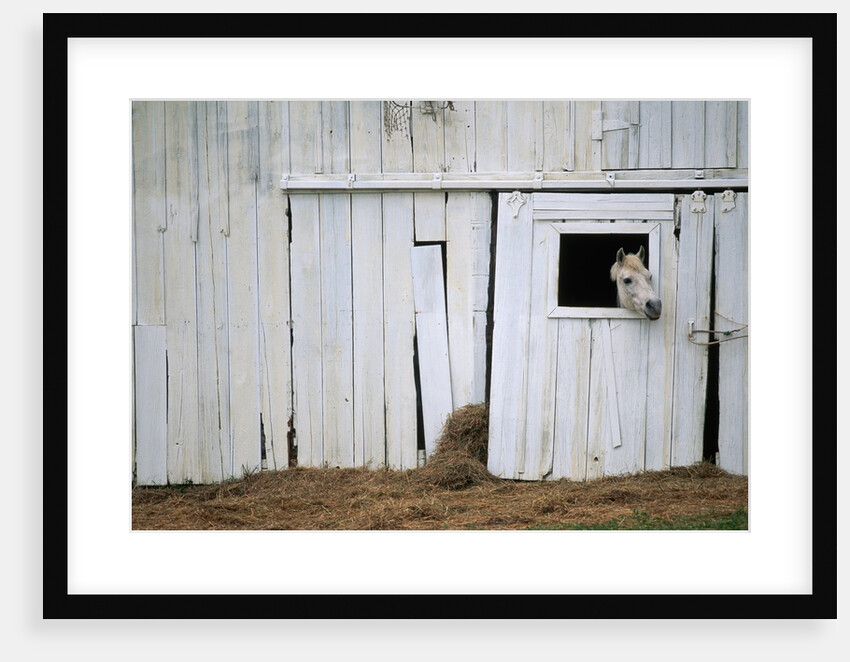 Horse Sticking Head out Barn Window by Anonymous