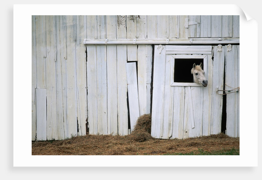 Horse Sticking Head out Barn Window by Anonymous
