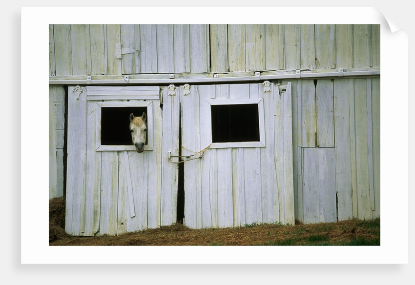Horse Peering Through Barn Door by Anonymous