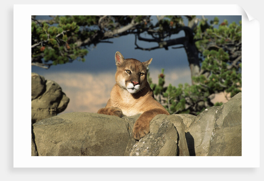 Cougar Resting on Rocks by Anonymous