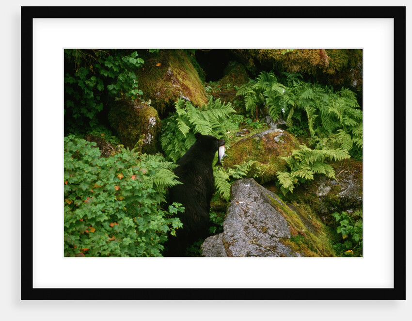 Black Bear in the Bushes by Anonymous