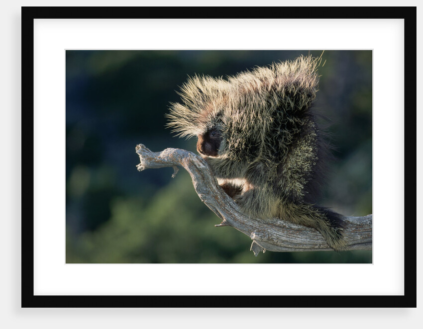 Porcupine Sitting on Confier Branch by Anonymous