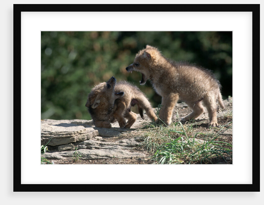 Coyote pups determining dominance. Rocky Mountain foothills by Anonymous