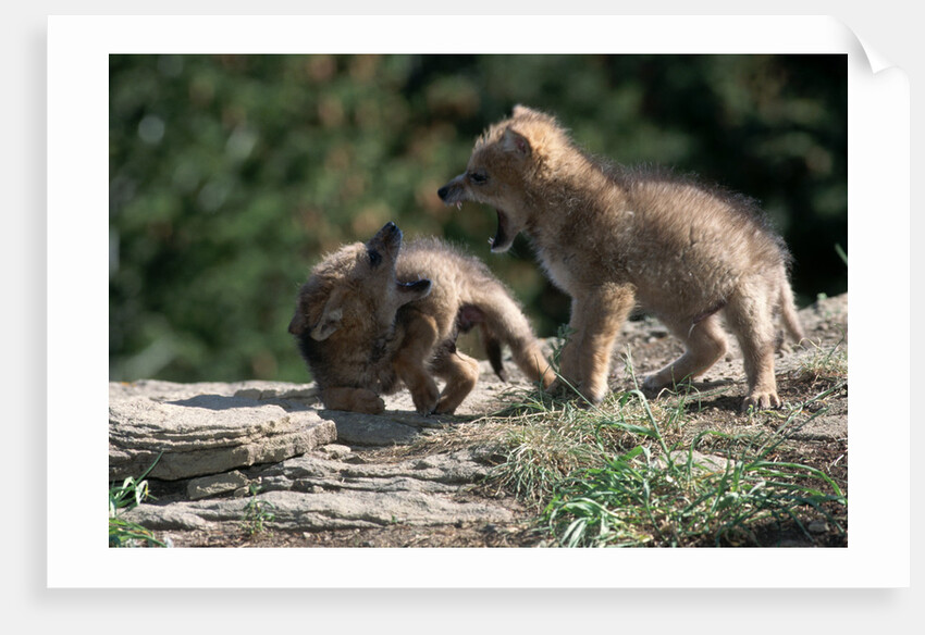 Coyote pups determining dominance. Rocky Mountain foothills by Anonymous