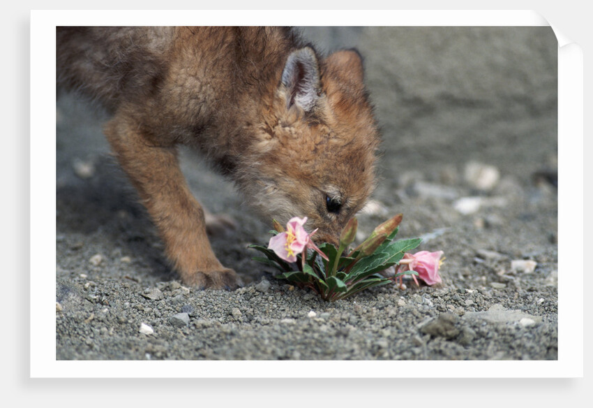 Coyote Pup Examining Evening Primrose by Anonymous