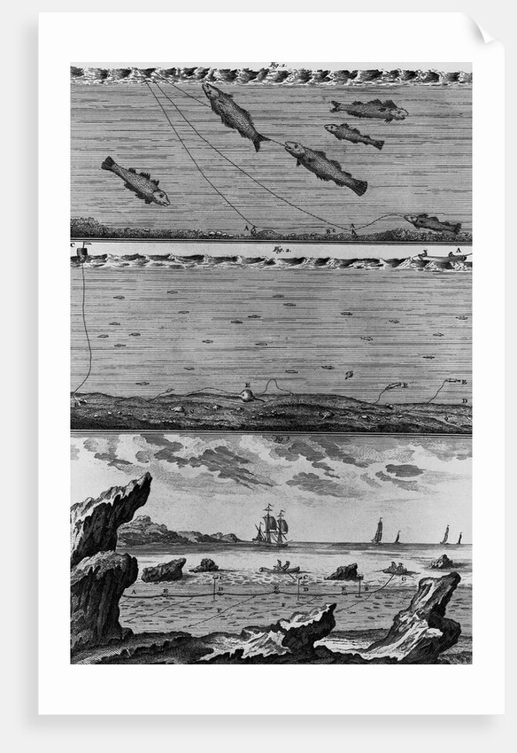 Engraving of Cod Fishing by Anonymous