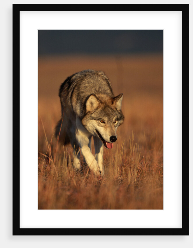 Gray Wolf on Prairie by Anonymous