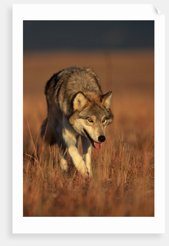 Gray Wolf on Prairie by Anonymous