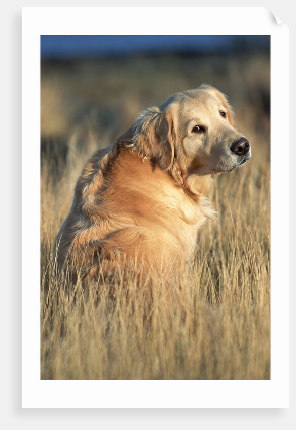 Golden Retriever in Prairie Grass by Anonymous