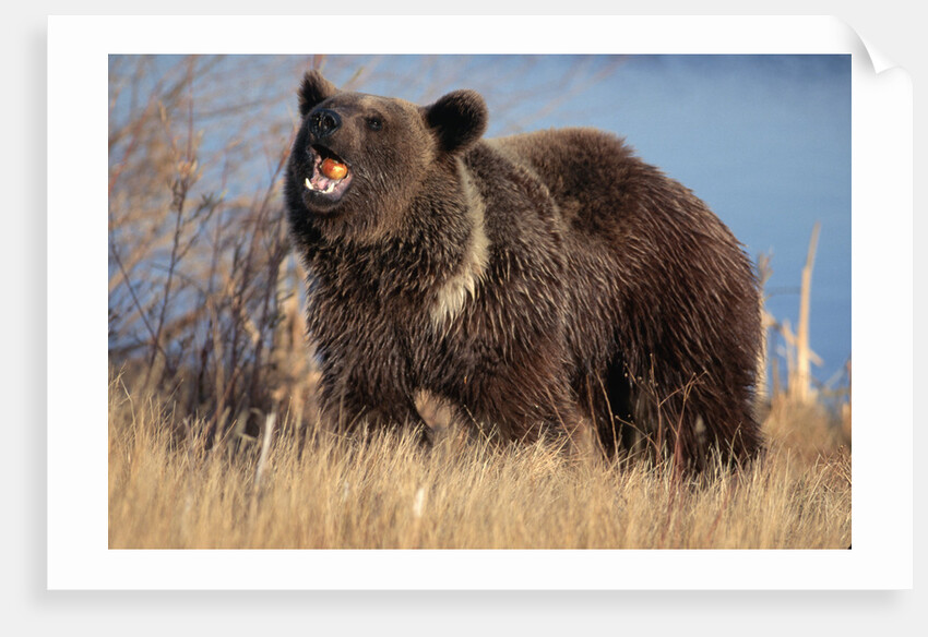 Grizzly Bear Eating Apple by Anonymous